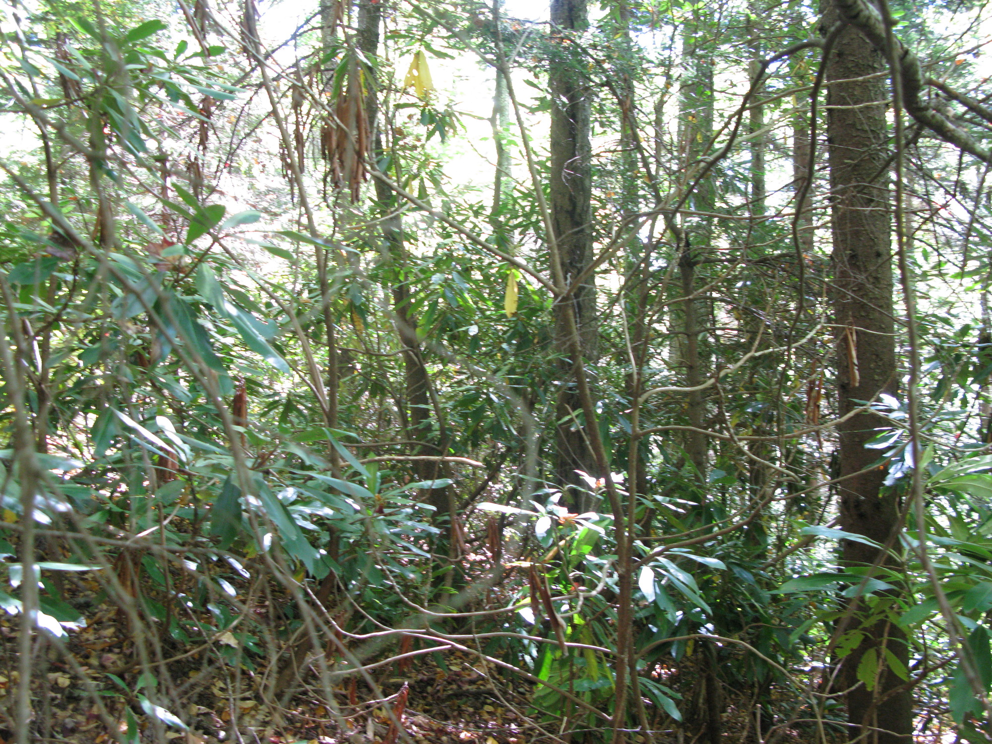 GRSM Accuracy Assessment. Plot Code: GRSM_AA_0220_4