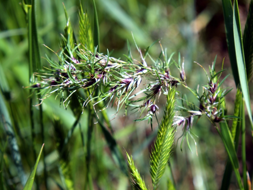 Bulbous Bluegrass, Poa bulbosa