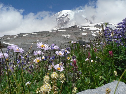 Colorful wildflowers cover a meadow in front of a rocky ridge and a mountain peak wrapped in clouds. 