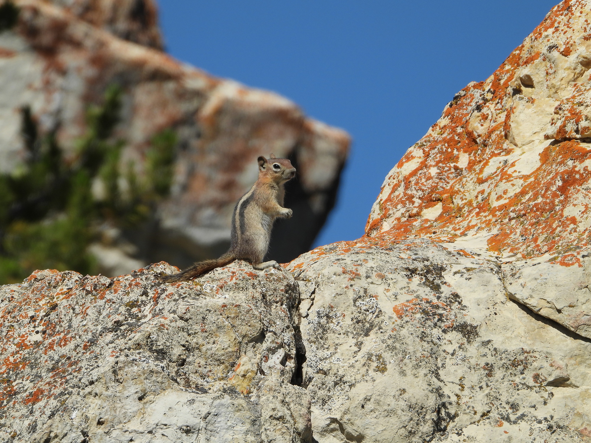 A squirrel stands on a rock outcrop. A white stripe can be seen along its back, standing out amid black fur.