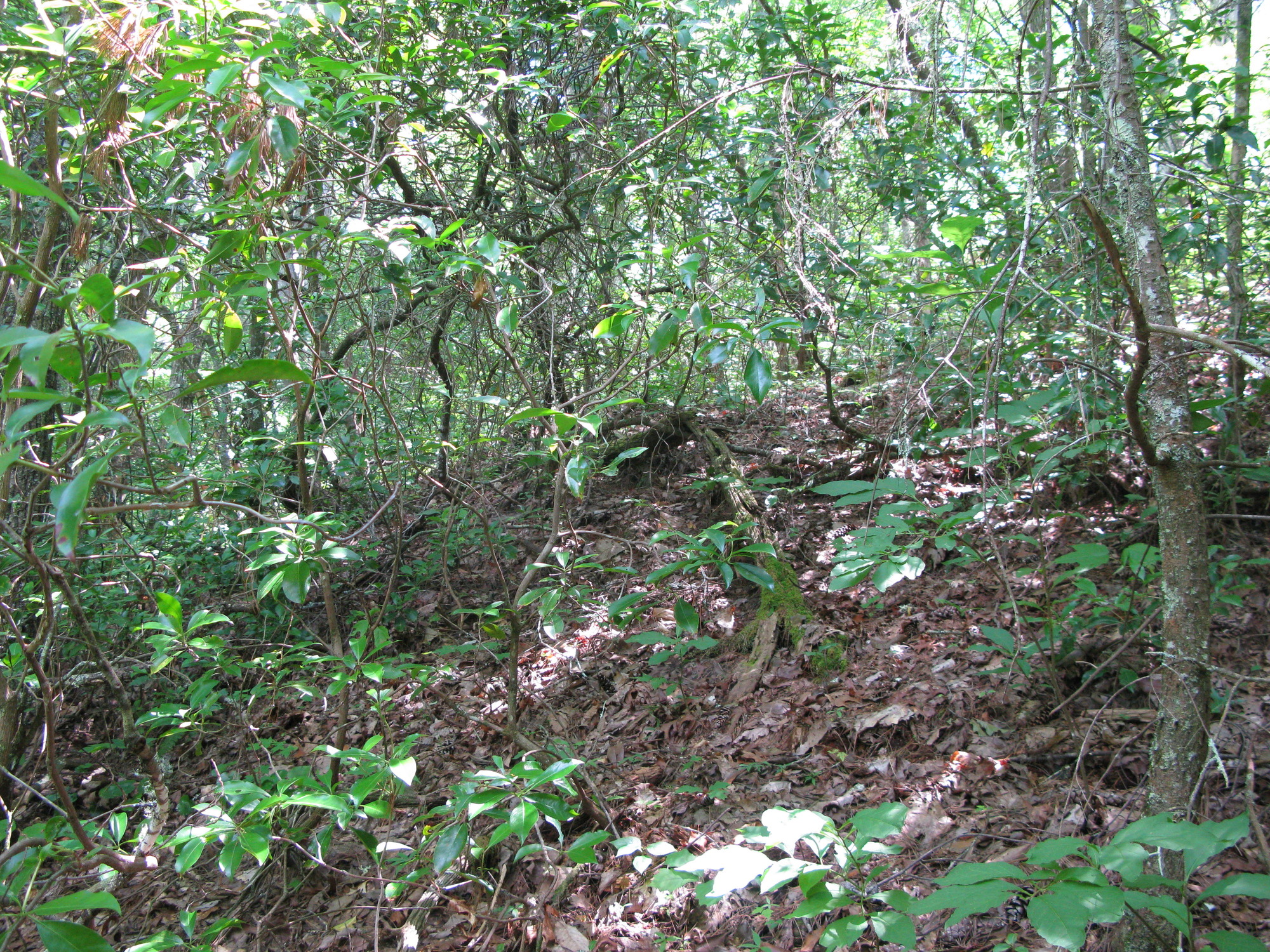 GRSM Accuracy Assessment. Plot Code: GRSM_AA_0062_3