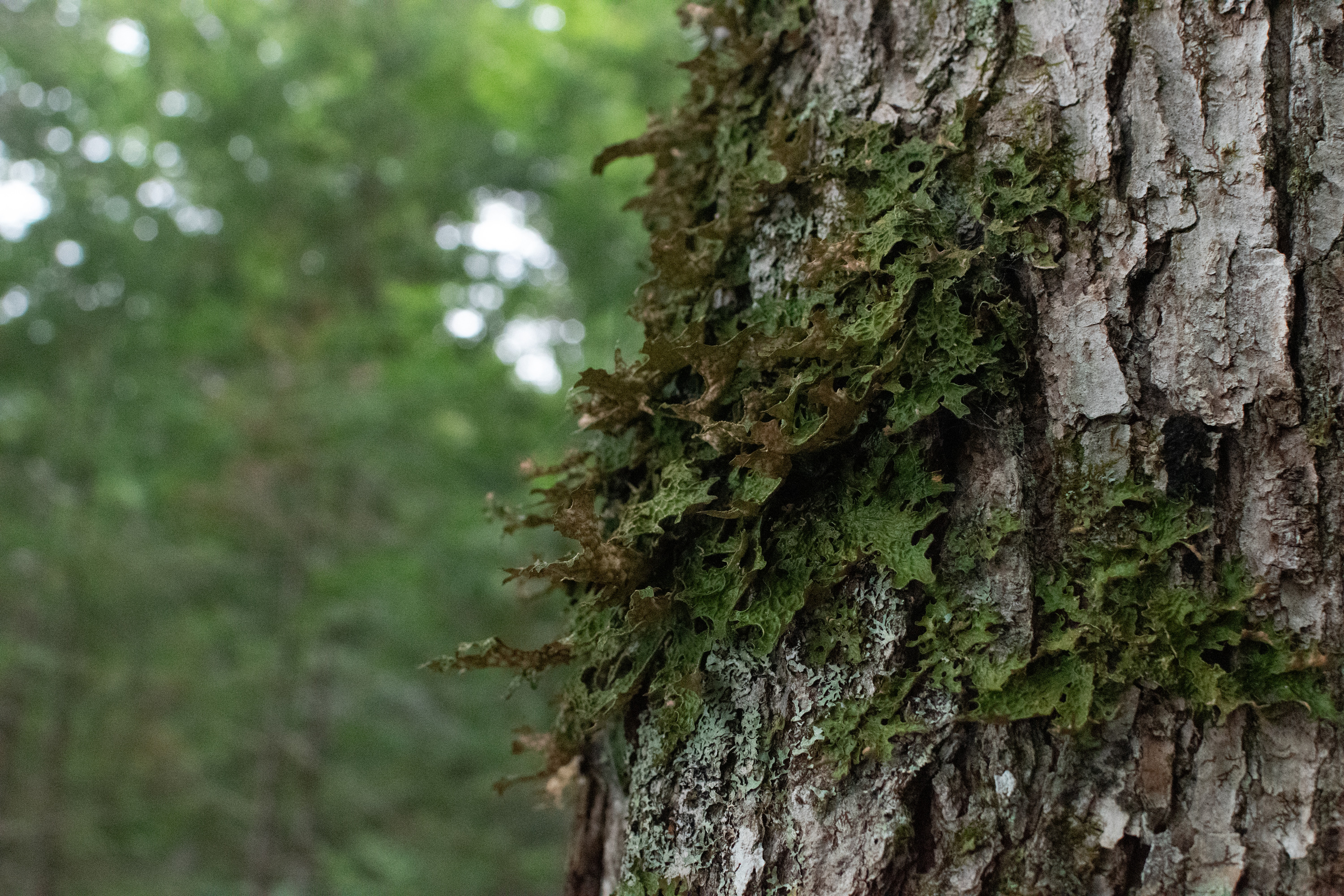 Green and brown flaky looking lichens grow off of a brown tree trunk with blurred green foliage in the background. 