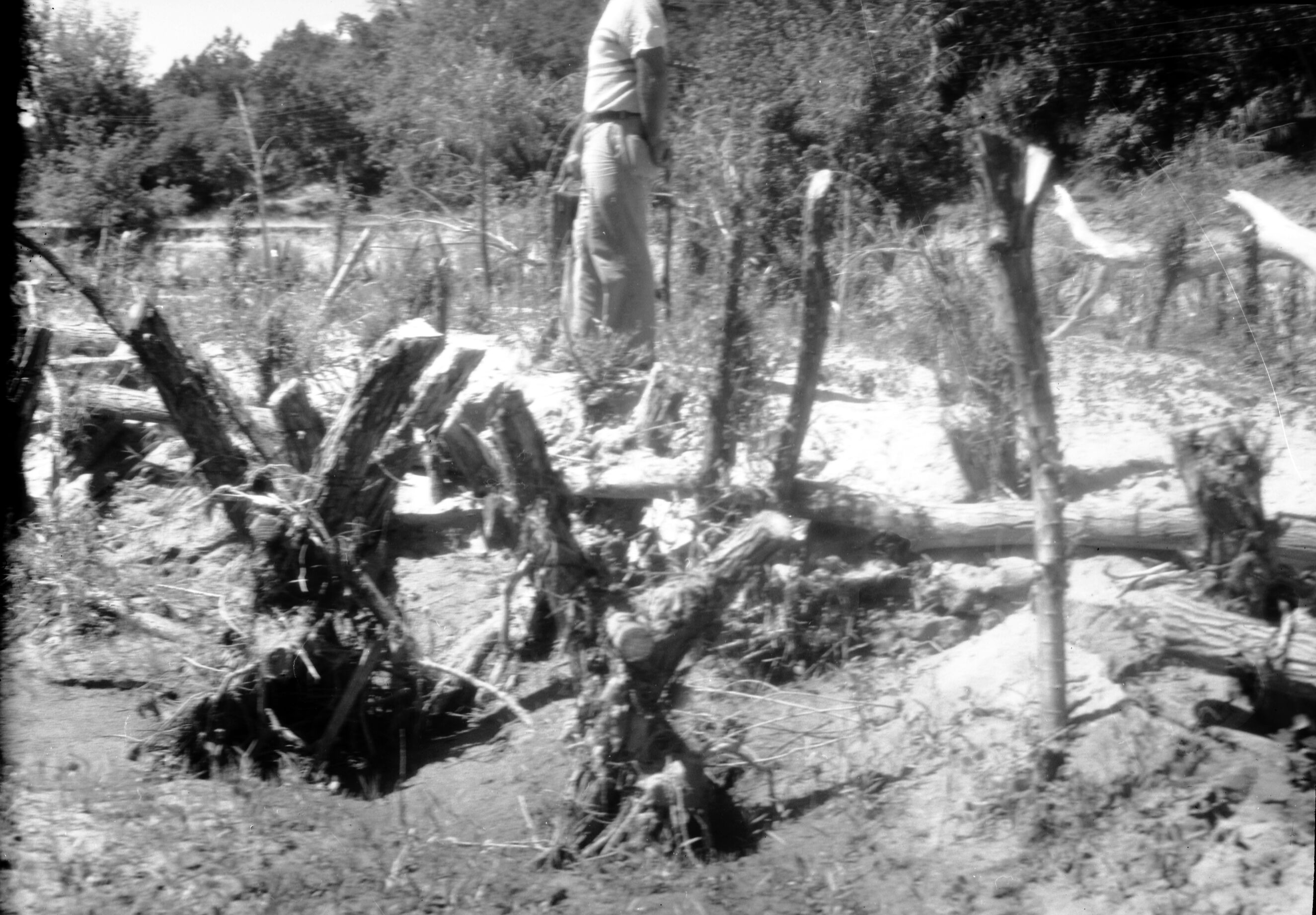 Willow 'spider' jetties, opposite Wiley camp site.