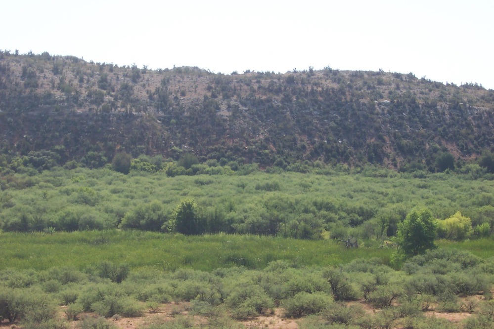 This view of the marsh shows the summer growth of cattails stretching through the mesquite bosque. In the background is a steep hillside of desert scrub.