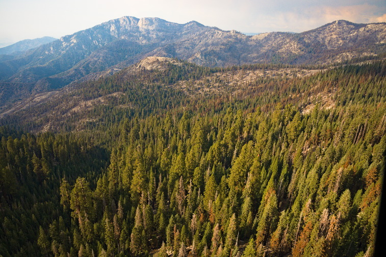 An overhead view of a green montane forest with pockets of browned trees