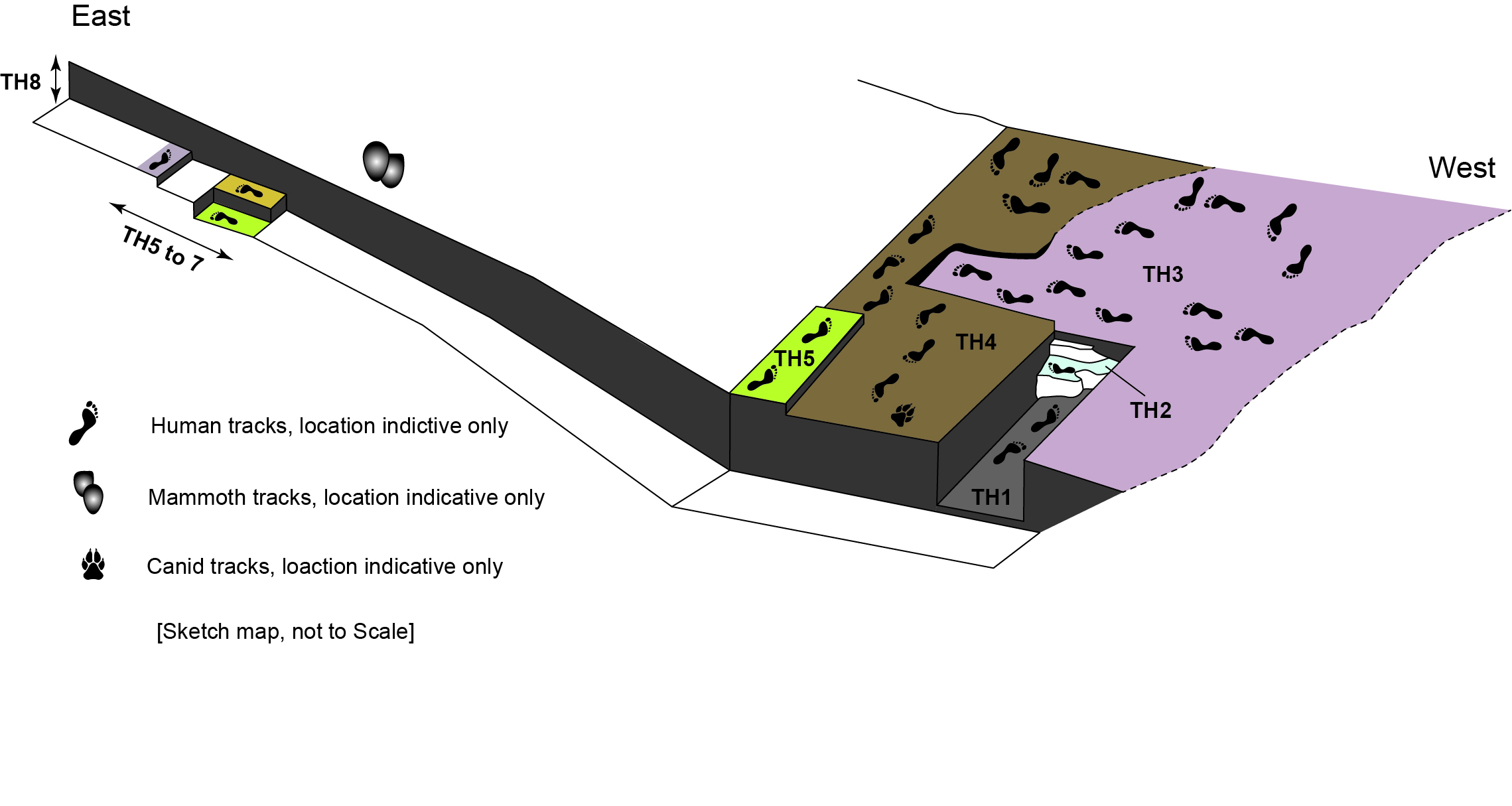A schematic map displays the location of human and animal tracks in relation to sedimentary layers at the excavation site. The sedimentary layers are color coded and the tracks of humans, mammoths, and canids are individually marked. 