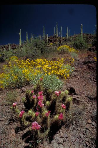 Organ Pipe and Other Cacti at Organ Pipe National Monument, Arizona