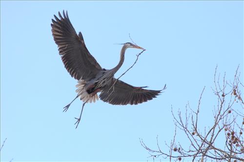 Great blue heron in Cuyahoga Valley National Park