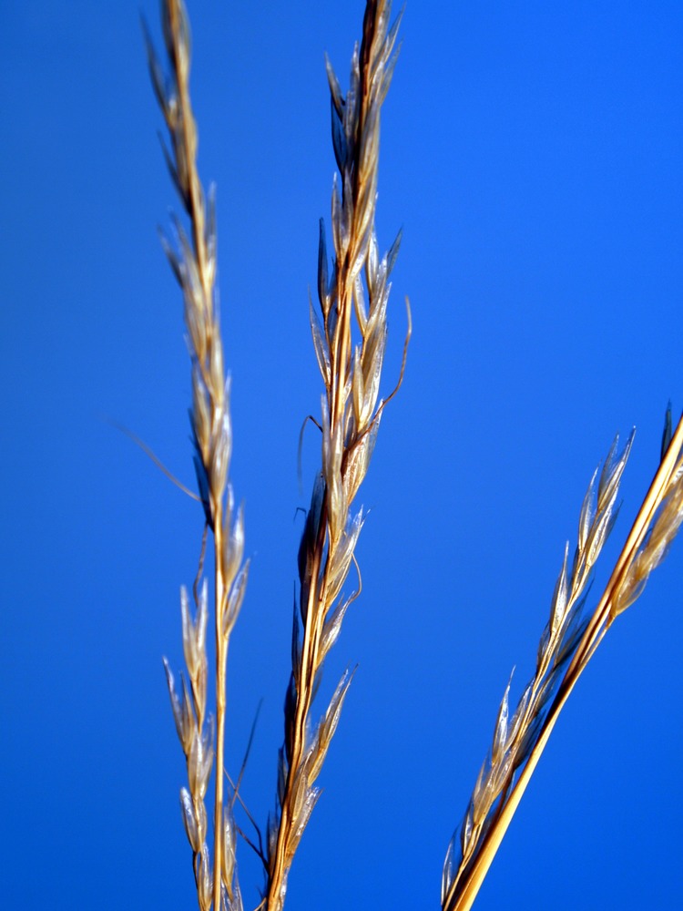 Green Needlegrass, Stipa viridula