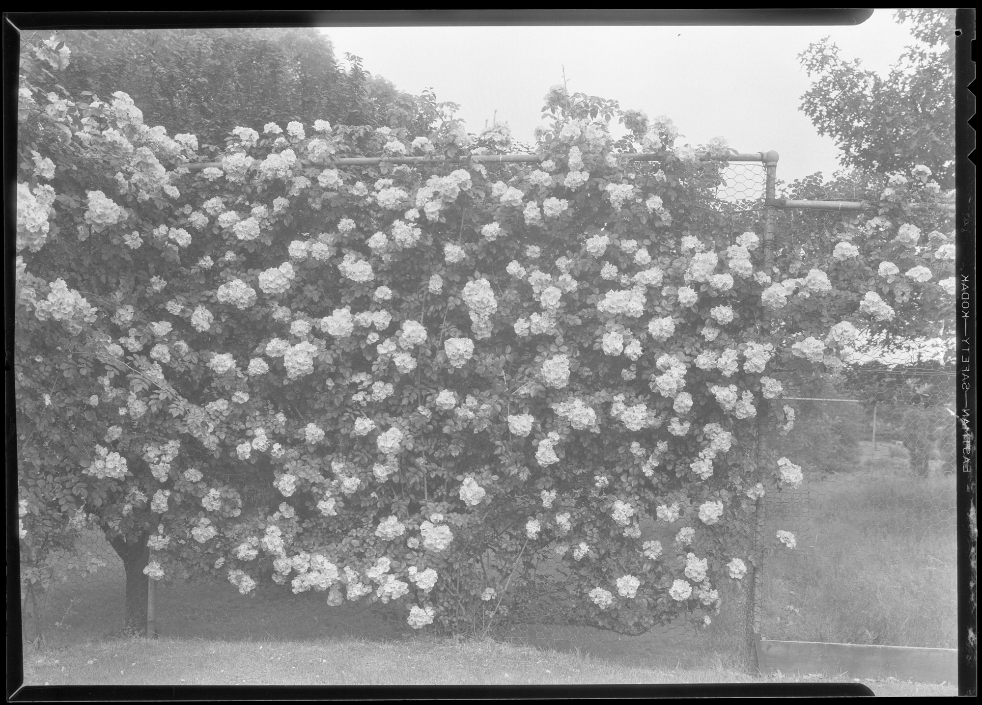 "American Pillar" Rose on tennis court fence at Mrs. S. T. Mather's. Darien, Conn.
