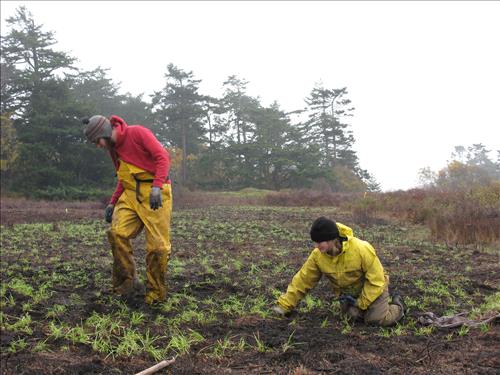 Prairie Restoration