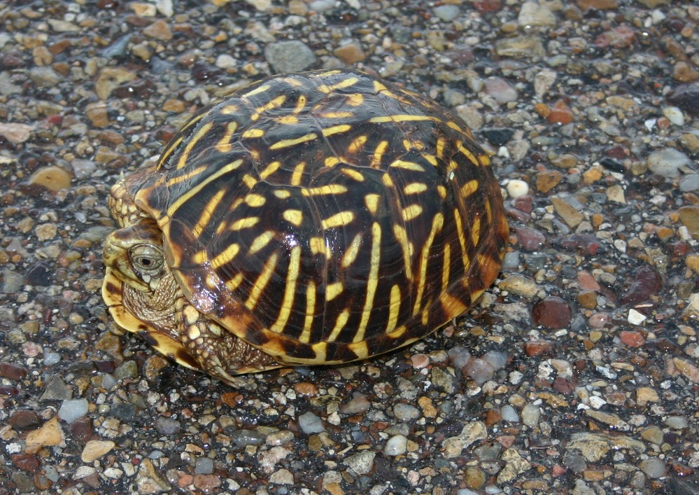 Box Turtle