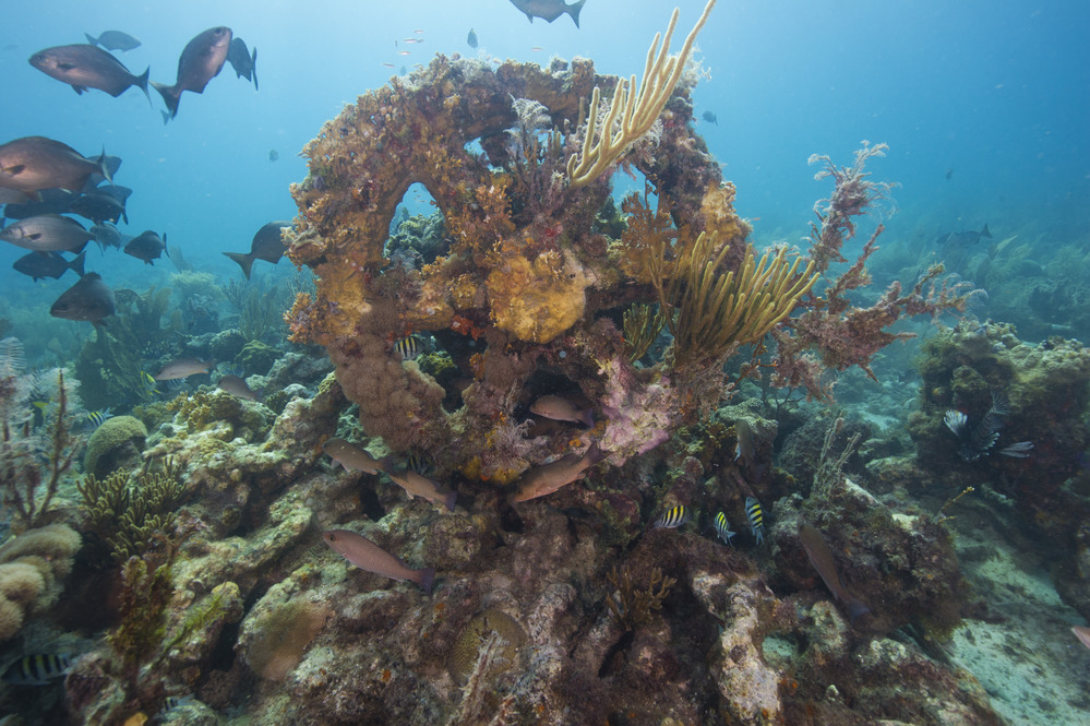 Artificial Reefs Attract Abundant Fish