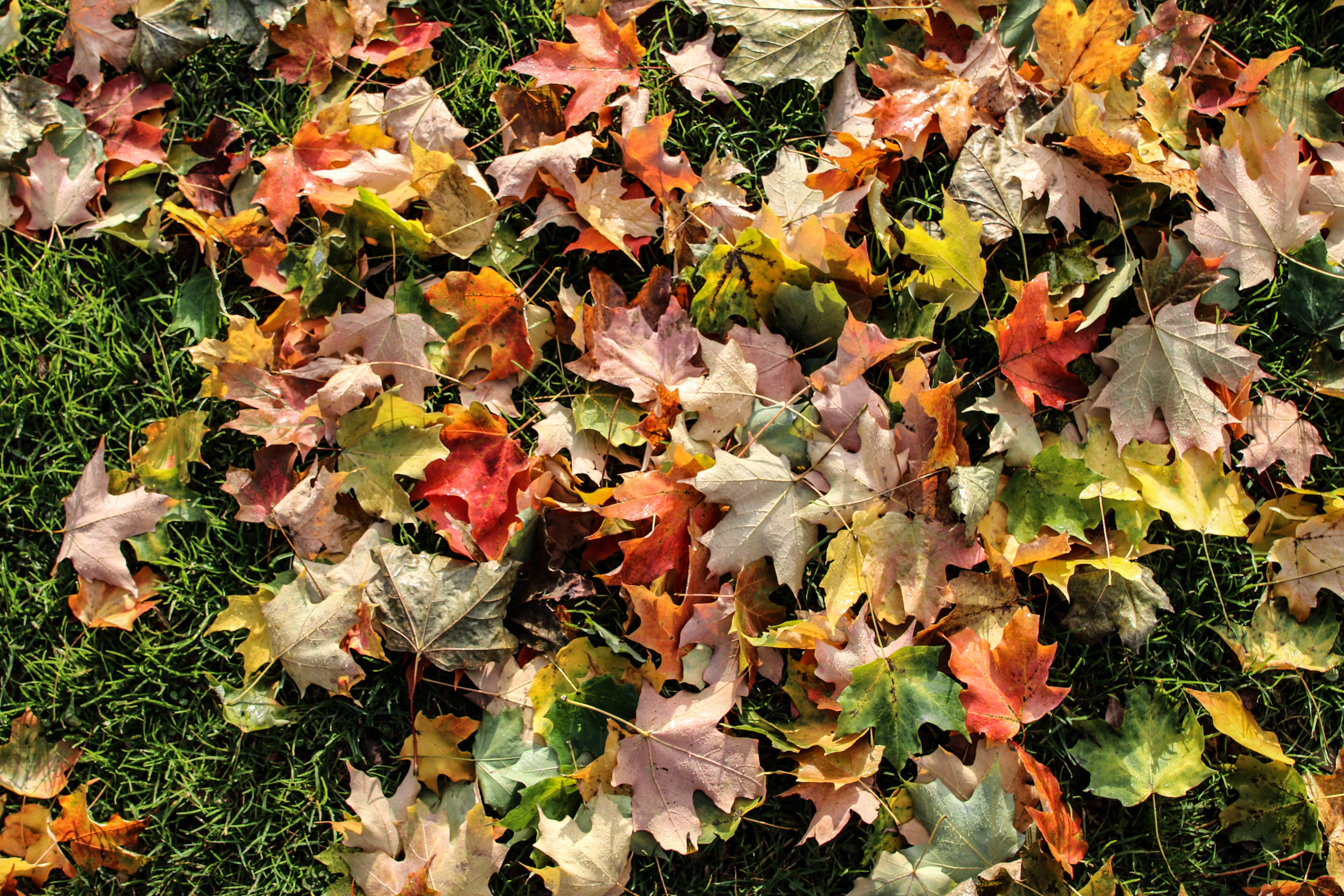 Colorful leaves on the ground