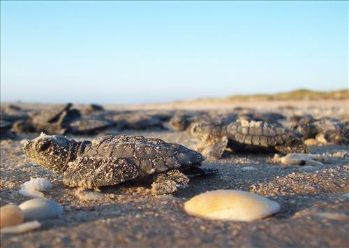 2010 Kemp's ridley sea turtle project at Padre Island National Seashore (for NRC)