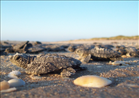 2010 Kemp's ridley sea turtle project at Padre Island National Seashore (for NRC). Kemps ridley nesting is increasing and 74 Kemps ridley nests were located at the park during 2010.  The public was invited to attend 23 hatchling releases in 2010 and more than 5,000 people attended.