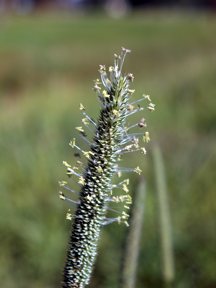 Timothy, Phleum pratense