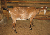 Brown goat eating hay