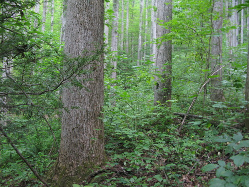 GRSM Accuracy Assessment. Plot Code: GRSM_AA_0054_2