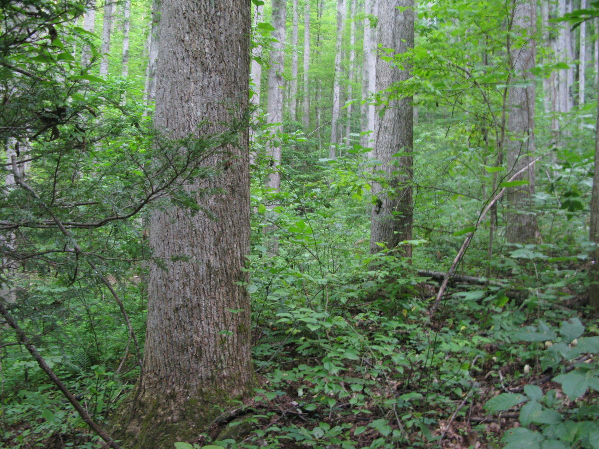 GRSM Accuracy Assessment. Plot Code: GRSM_AA_0054_2