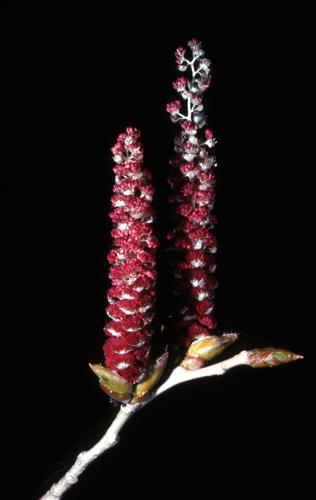 Badlands Flowers: Red, Pink, Blue