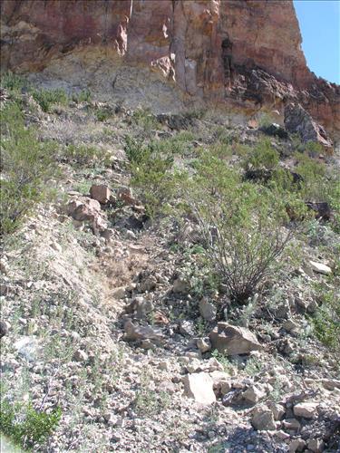 Thelypodium texanum. Big Bend National Park, Pena Mountain. February 2005
