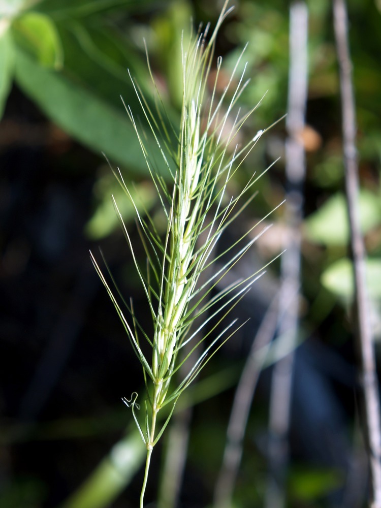 Hairy Wildrye, Elymus villosus