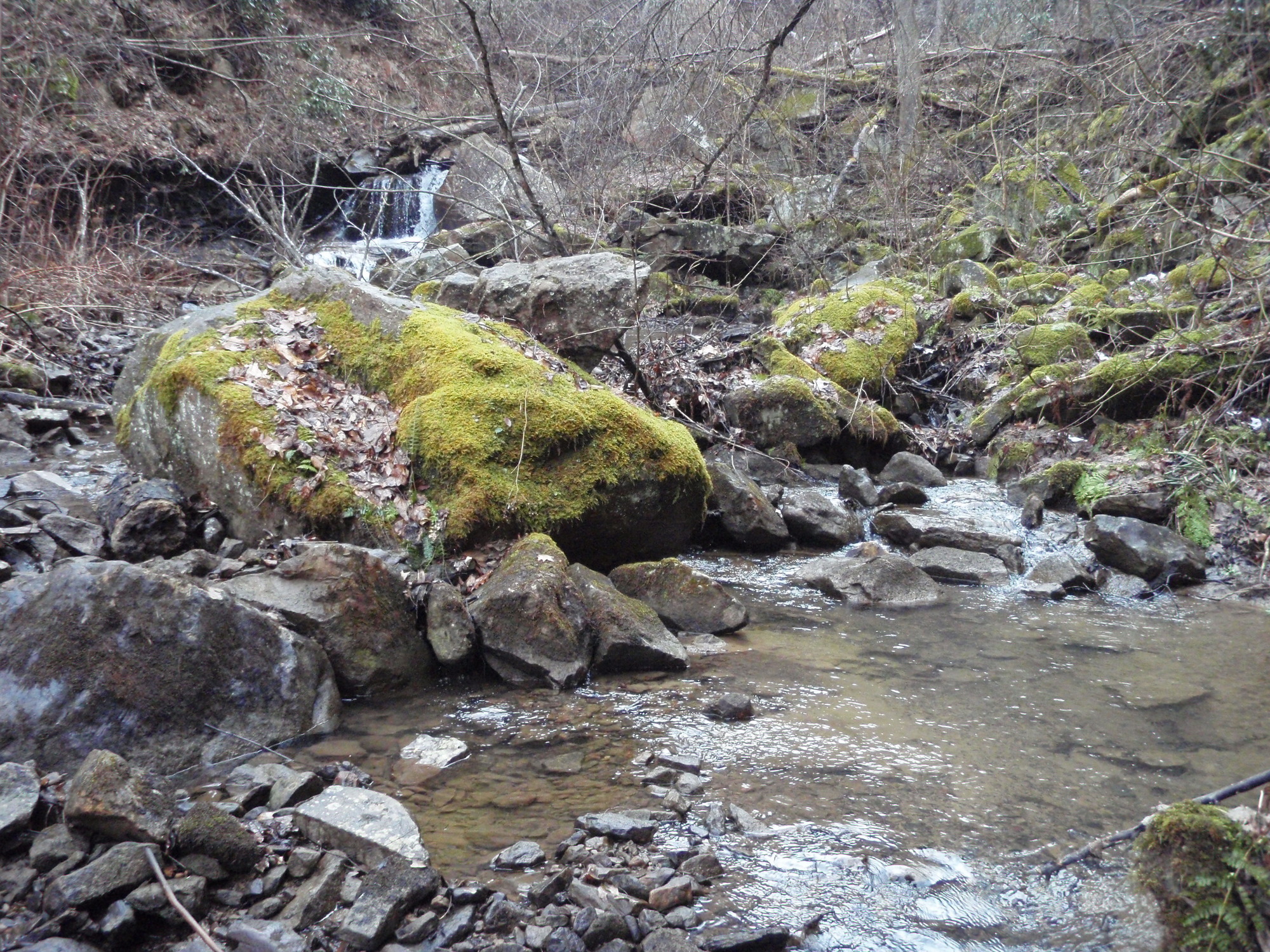 Site visit photo showing the upstream (UP) or downstream (DN) view of a wadeable stream reach taken during benthic macroinvertebrate monitoring at New River Gorge National Park and Preserve.