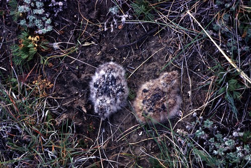two fuzzy brown and gray speckled baby birds 