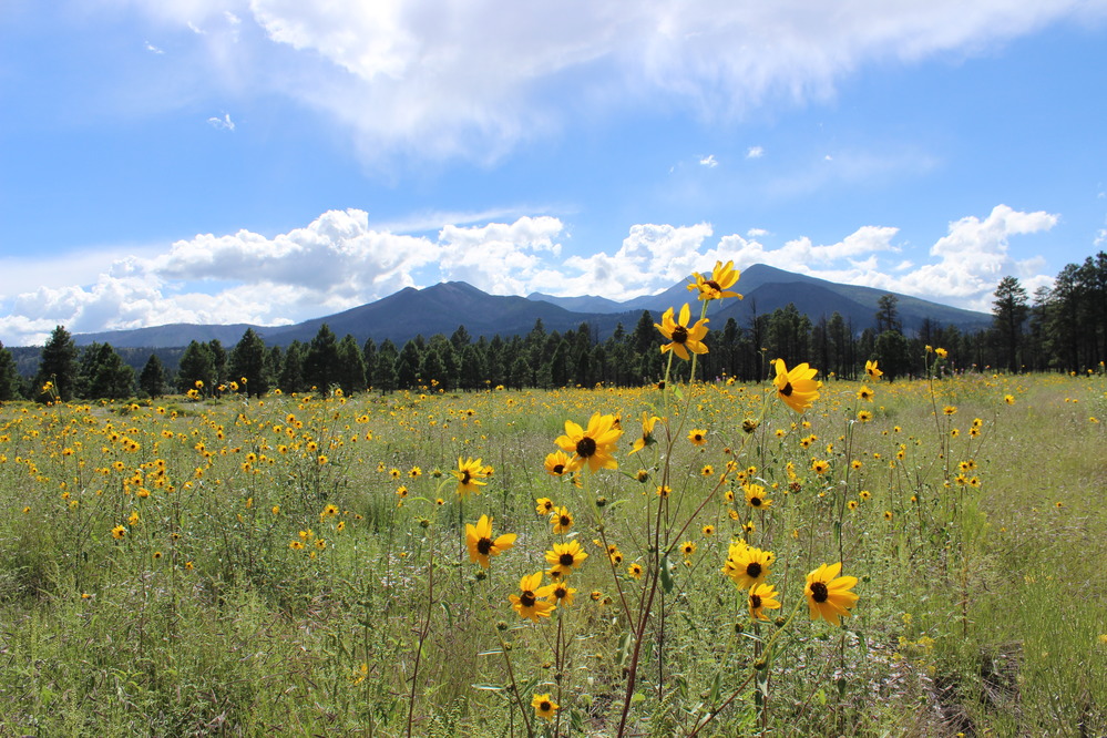 Sunflowers in front of the San Francisco Peaks