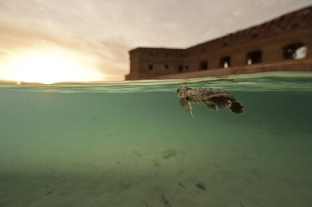 Turtle Release