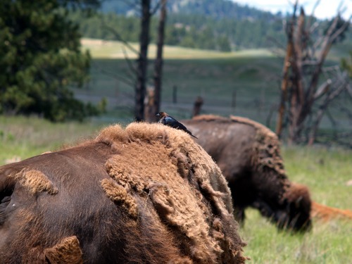 a shiny black bird with a brown head perched on the back of a bison