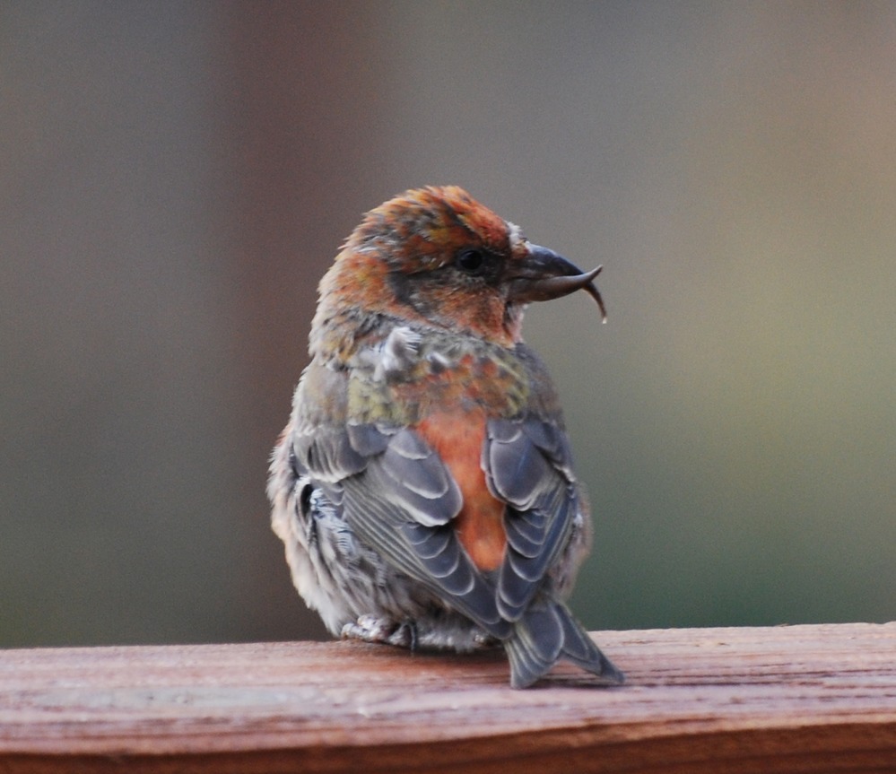 a red and gray bird, its upper bill crosses over its lower bill