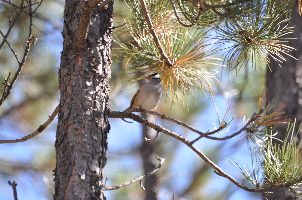 a small brown bird with a black and white striped head