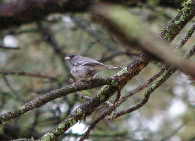 a gray and white bird with a pink bill