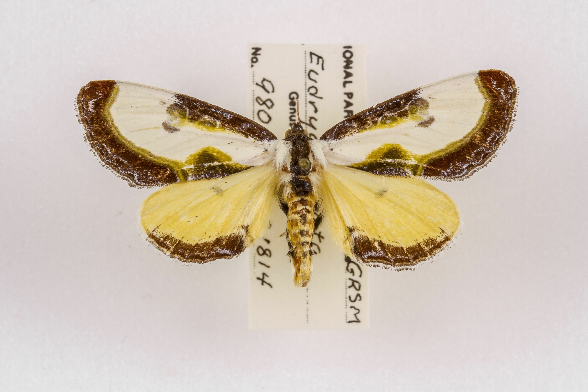 Image of Eudryas grata, a species of Animalia