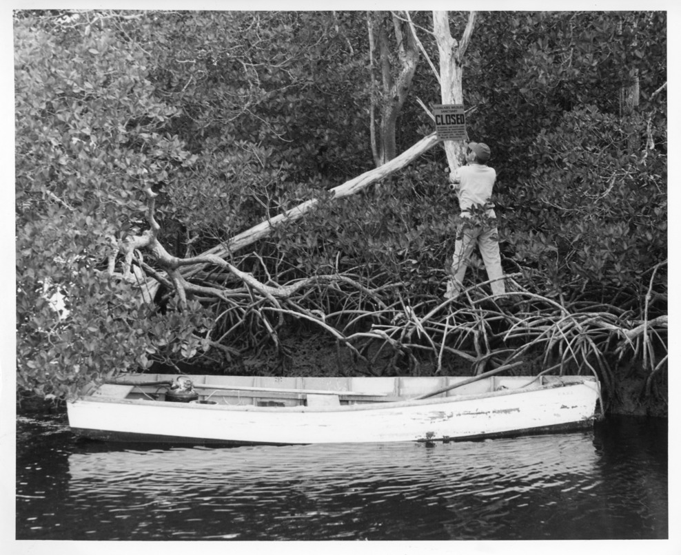 Man stands on mangrove roots above his boat and hangs a sign reading “CLOSED” on the trunk of the tree. 
