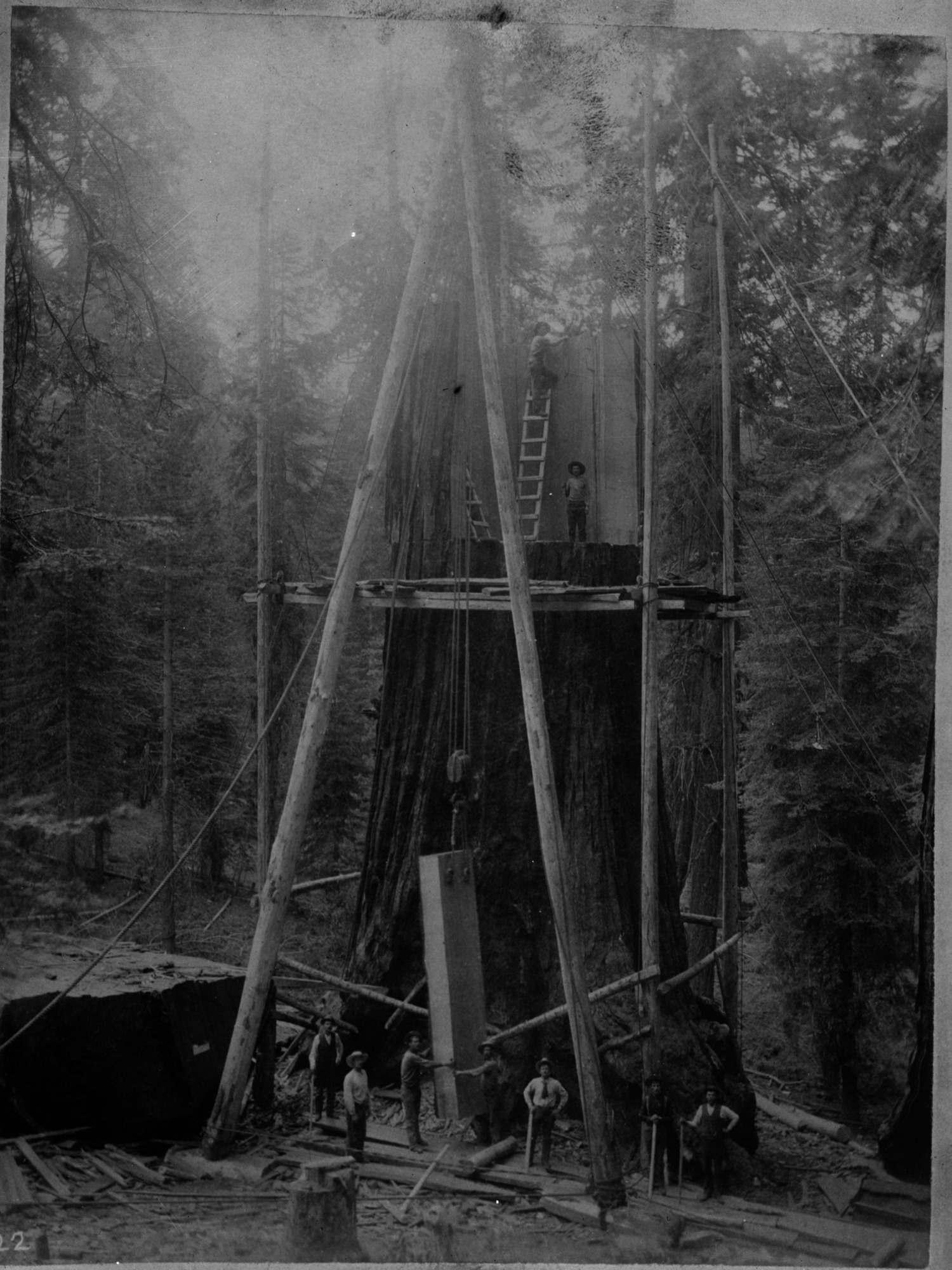 SEKI Roberts Collection Series: 2 Negatives; 8 Logging