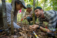 Three biologists huddle around a plant to try to identify it