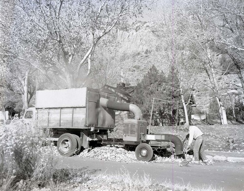 Leaf gathering operation in South Campground, fall cleanup.