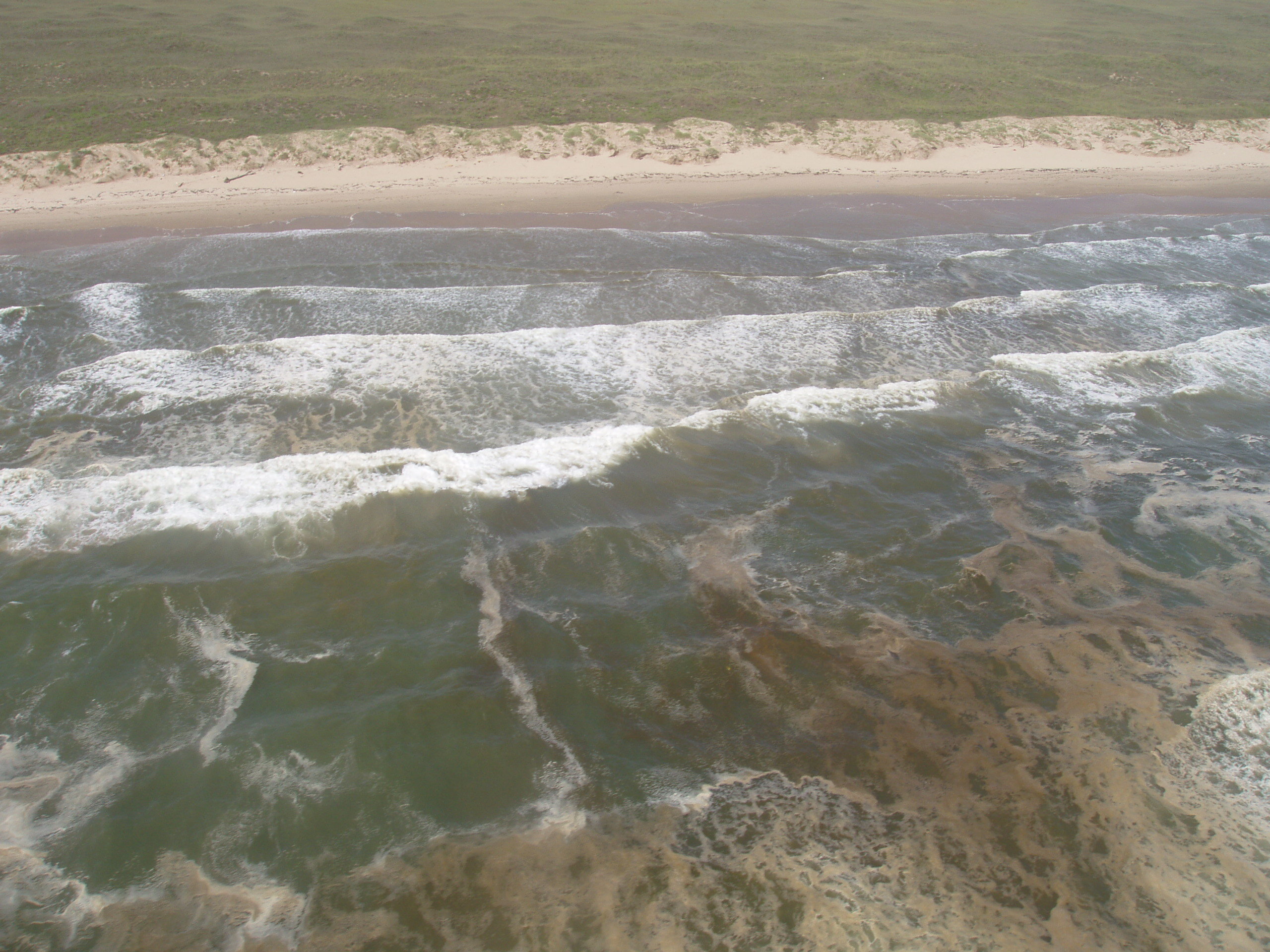 a shoreline with brown algae on the surface of the water.