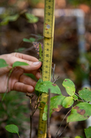 A yellow measuring stick is held up next to a small plant, it measures around 35 centimeters.