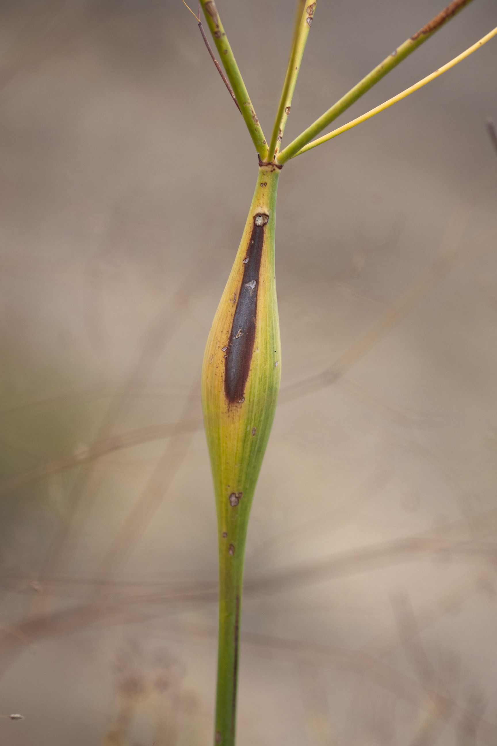 bulb shaped center of small tree like plant