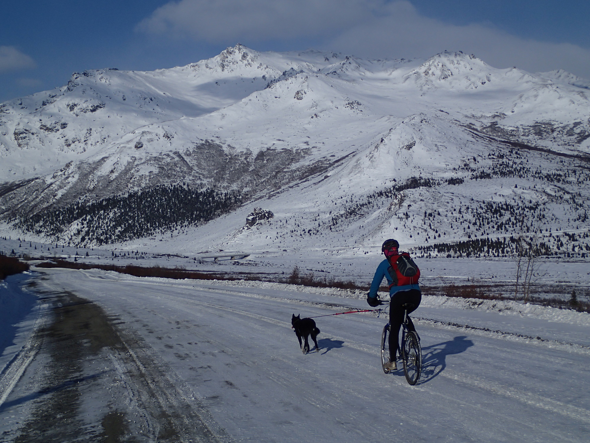 woman biking a snowy road while pulled by a dog