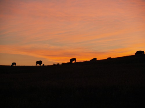 Bison at Sunrise Looking East Toward Wind Cave Canyon