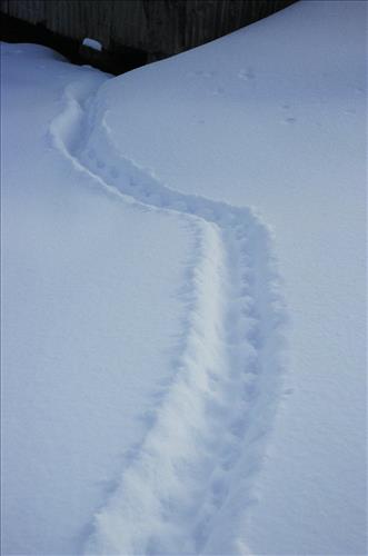 Moose Browse Collection, Yukon-Charley Rivers, 2003