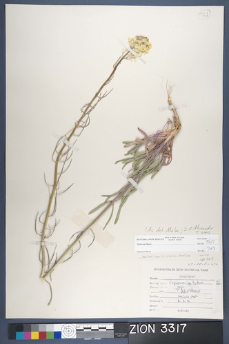 Herbarium Specimen Sheet 3317