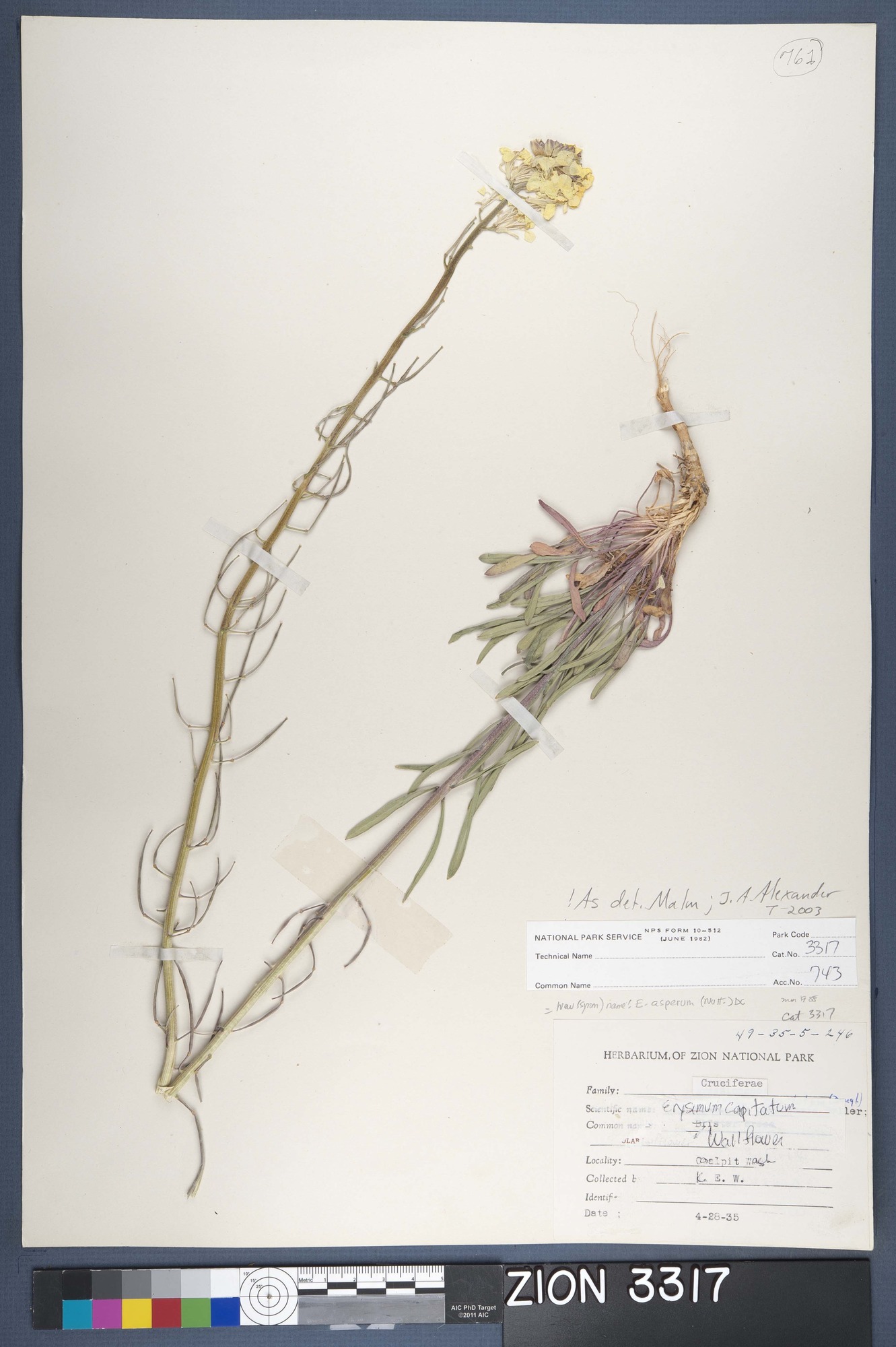 Herbarium Specimen Sheet 3317