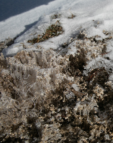 Strands of ice several inches long growing up out of the soil