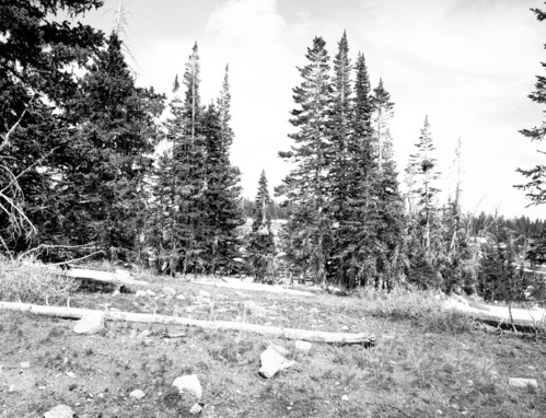 White fir. Exhibit 19-7.